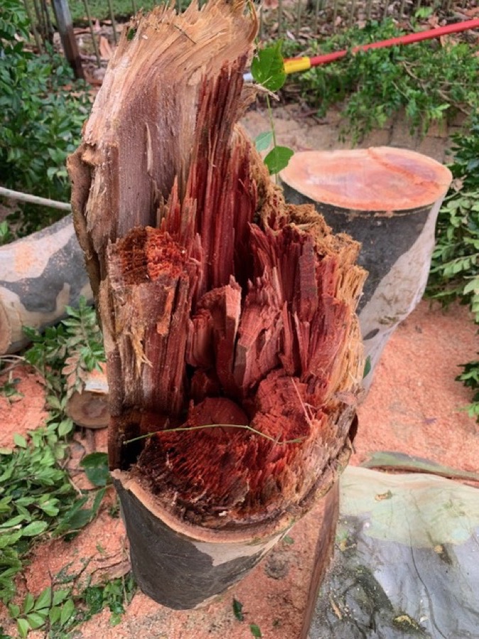 Cross-section of a removed tree revealing extensive internal decay and rot