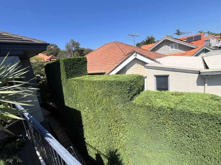Crisply shaped tall formal hedge between Northern Beaches homes