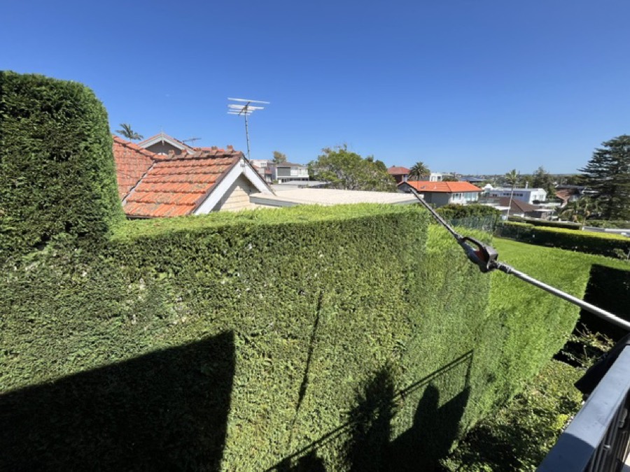 Formal hedge being trimmed with a pole trimmer above rooftops with ocean views on the Northern Beaches