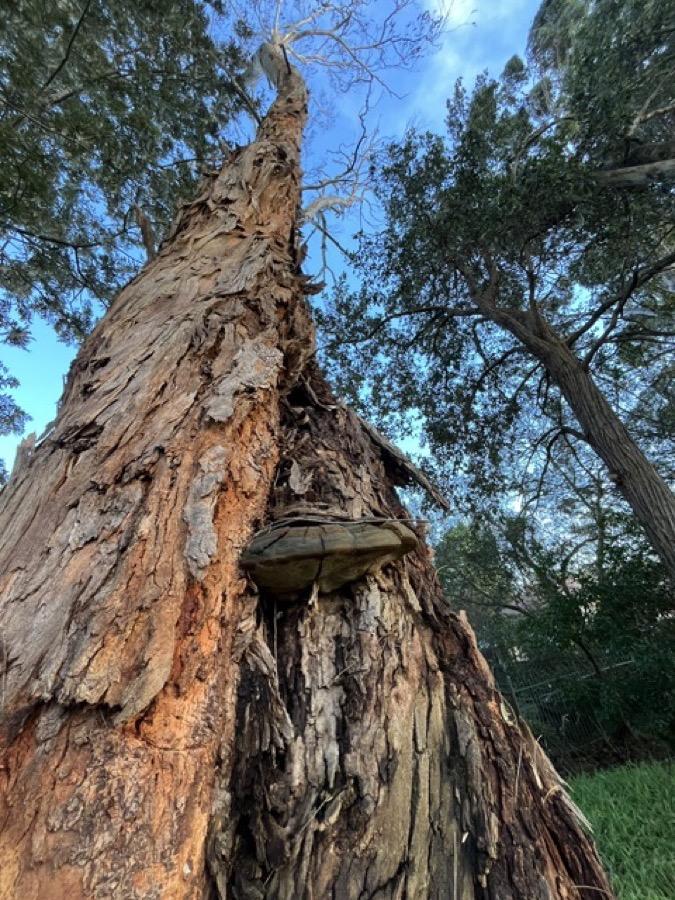 Arborist assessing the structure of a large mature eucalyptus before works