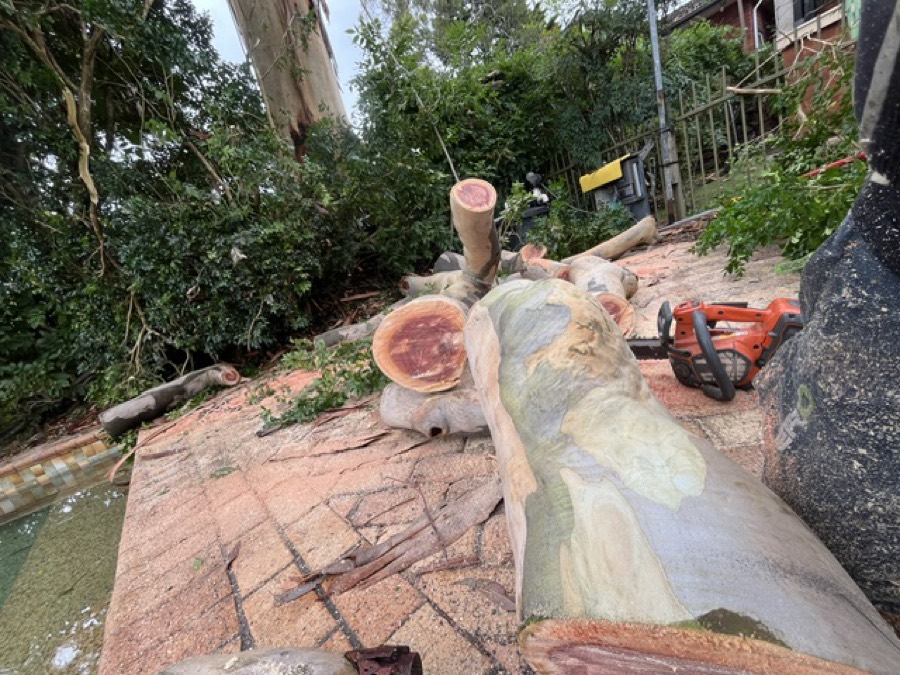 Large tree cut into sections on a paved poolside area during a removal